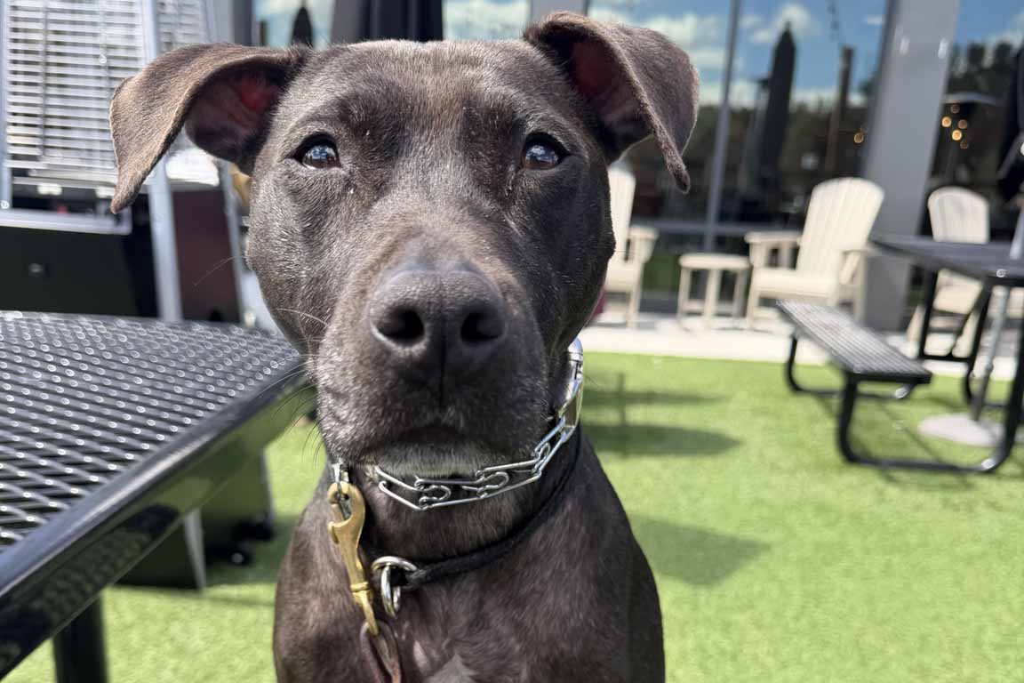 Tilly sitting outside on a picnic table.